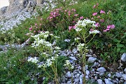 17 Sassifraga di Host (Saxifraga Hostii) e Rododendro irsuto (Rhododendron hirsutum)